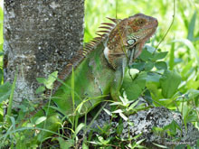 Lézard- Costa Rica